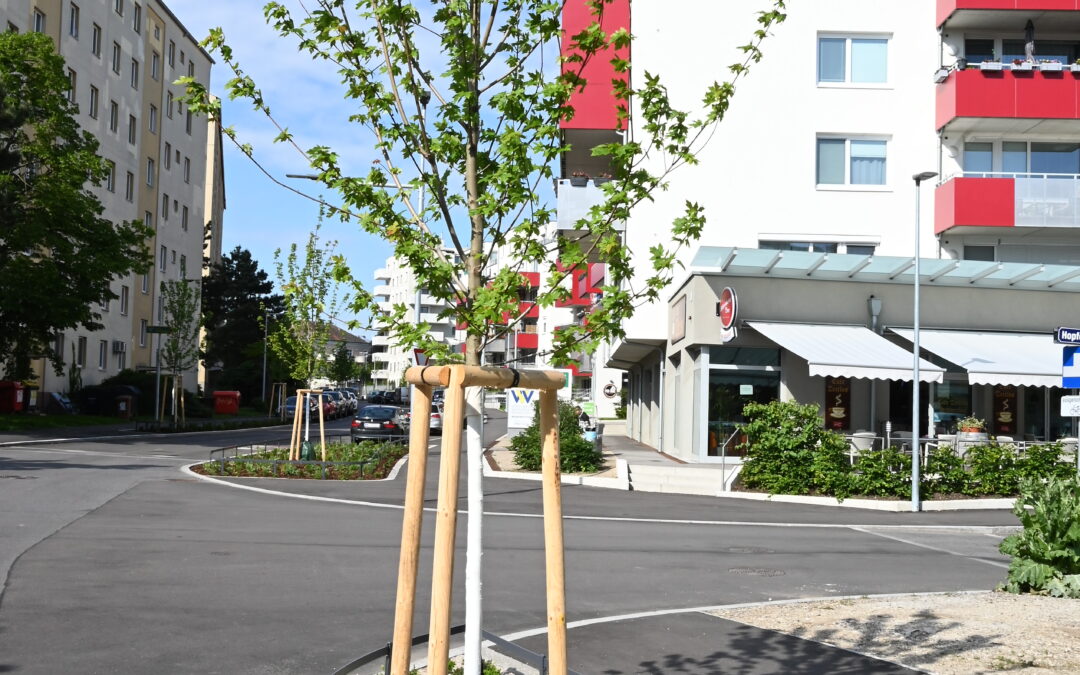 Schwammstadt-Prinzip für Bäume in der Brauhausstraße Schwechat
