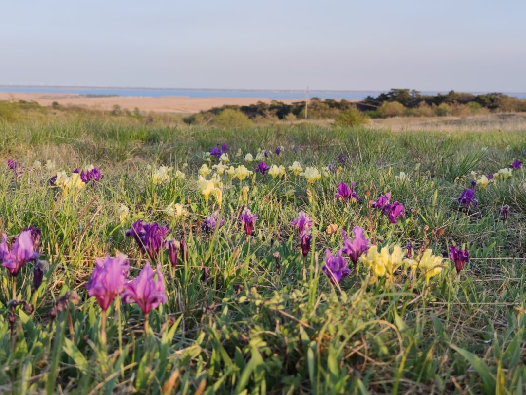 Etablierung eines Welterbe-Panoramaweges