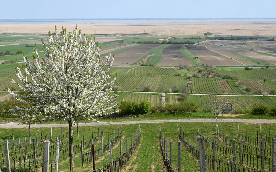 Neusiedler See