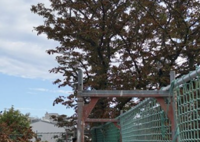 Baumschutz – Rosskastanie Hietzinger Hauptstraße