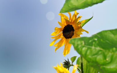 Ab sofort gibt es einen Knollconsult-Newsletter!