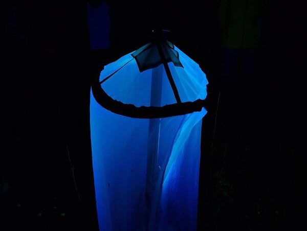 Ein Lichtfang mit unserer Ökologin