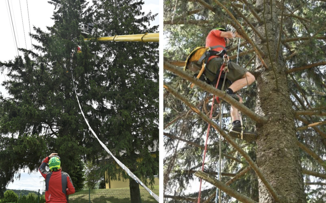Baumsicherung